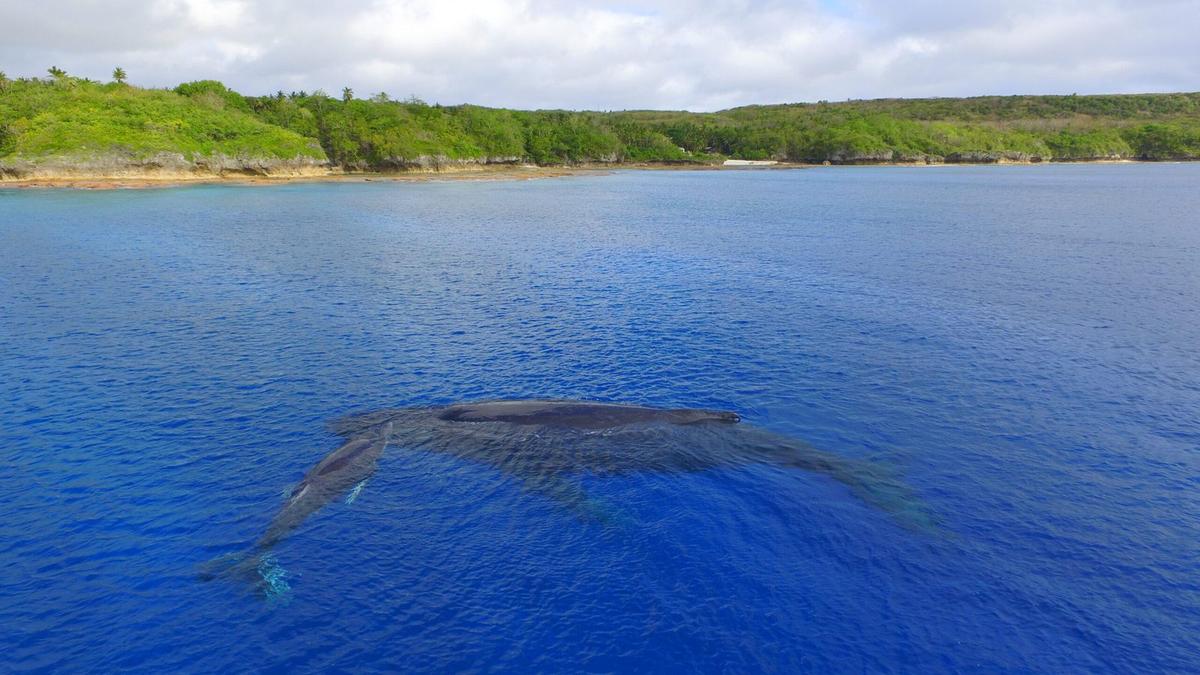 Whales Return to the Rock