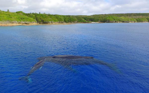 Whales Return to the Rock