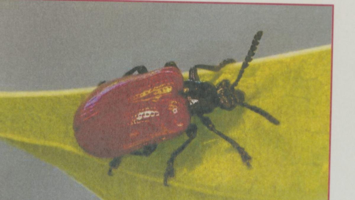Niue releases leaf-feeding beetle to control spread of invasive air potato vines