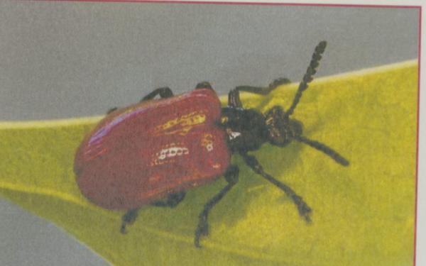 Niue releases leaf-feeding beetle to control spread of invasive air potato vines